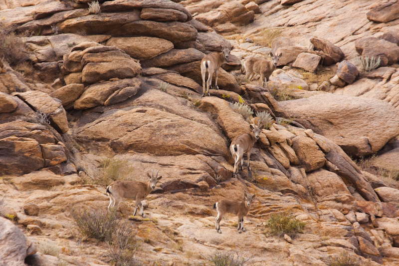 Siberian Ibex